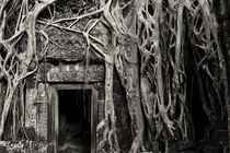 Ta Prohm 01 by Stefan Nielsen