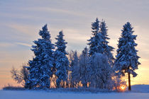 Sonnenuntergang im Winterwald von Wolfgang Dufner