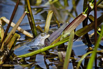 Blue Frogs 02 - Rana arvalis by Roland Hemmpel