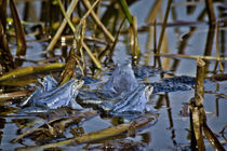 Blue Frogs 11 - Rana arvalis by Roland Hemmpel