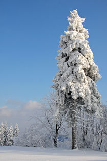 Winterwald von Wolfgang Dufner