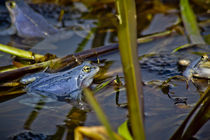 Blue Frogs 08 - Rana arvalis von Roland Hemmpel