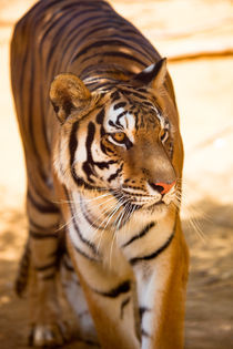 Bengal Tiger by Marc Garrido Clotet