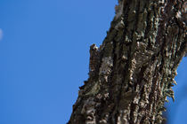 Cicada in the Provence by safaribears