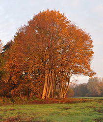 Herbstbaum von alana