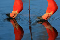 Synchronfischen von Wolfgang Dufner