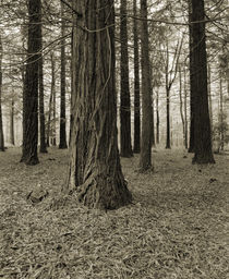 Pine Tree Forest by Craig Joiner