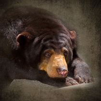 Sad Sun Bear by Louise Heusinkveld