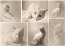 Katzencollage von lamade