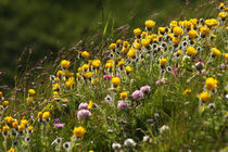 Blumenwiese in den Alpen von Wolfgang Dufner