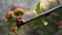 Rosebud von Tamás Varga