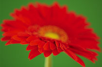 Red Gerbera by Craig Joiner