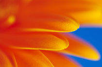 Orange Gerbera von Craig Joiner