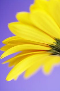 Yellow Gerbera by Craig Joiner