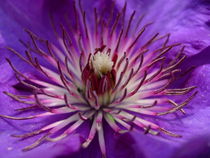 Clematis 1 von Katy Haecker