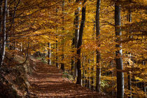 Herbstwald by Andreas Levi