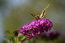 Butterfly Feeding On Tasty Flowers von Marc Garrido Clotet