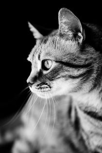 Cat Waiting The Right Moment von Marc Garrido Clotet