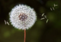 Samenflug by Ingrid Clement-Grimmer