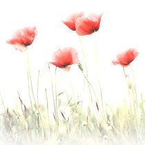 Mohn Bild by Falko Follert