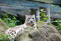Snow Leopard by safaribears