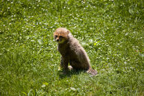 Cheetah Cub von safaribears