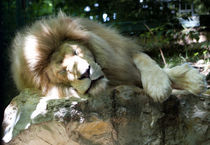 White Lion von safaribears