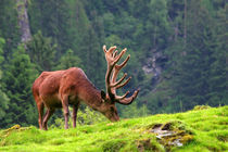 Rothirsch in den Alpen by Wolfgang Dufner