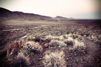 Karoo Desert 3