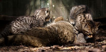 Scottish Wildcat mother and kittens playing  by Linda More