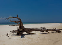 Dead Tree on Diani Beach von safaribears