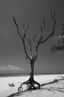 Dead Tree on Diani Beach by safaribears