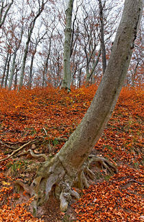 Herbst im Buchenwald by Wolfgang Dufner