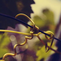 Tendril cork-screw by Nathalie Knovl