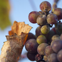 Last grapes von Nathalie Knovl