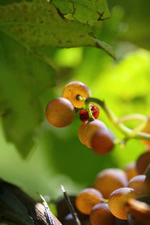 Golden red grapes by Nathalie Knovl