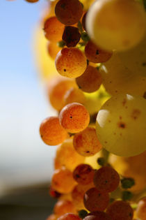 Golden red grapes von Nathalie Knovl