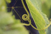 Tendril on a leaf von Nathalie Knovl