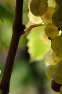 Transparent grapes von Nathalie Knovl