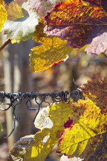 Autumn tendrils von Nathalie Knovl