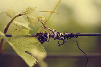 Tendril wire von Nathalie Knovl