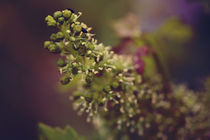 Beetles in vine flower by Nathalie Knovl