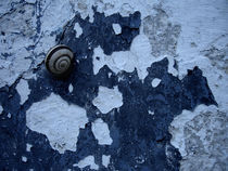 composition with a snail  von joegiorgino