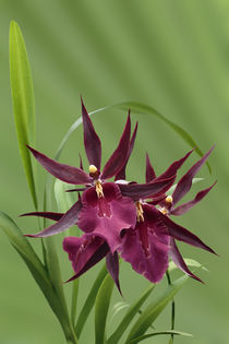 Orchidee-Miltassia Royal Robe-orchid by monarch