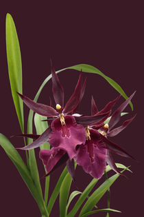 Orchidee-Miltassia Royal Robe-orchid by monarch