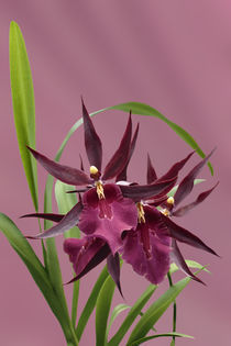 Orchidee-Miltassia Royal Robe-orchid von monarch