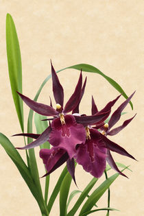 Orchidee-Miltassia Royal Robe-orchid by monarch