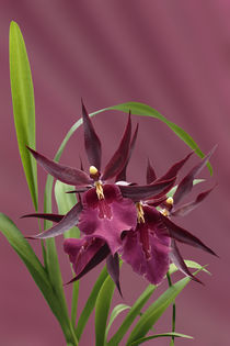 Orchidee-Miltassia Royal Robe-orchid von monarch