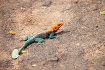 Rock Agama by safaribears