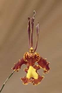 Schmetterlingsorchidee - butterfly orchid  von monarch